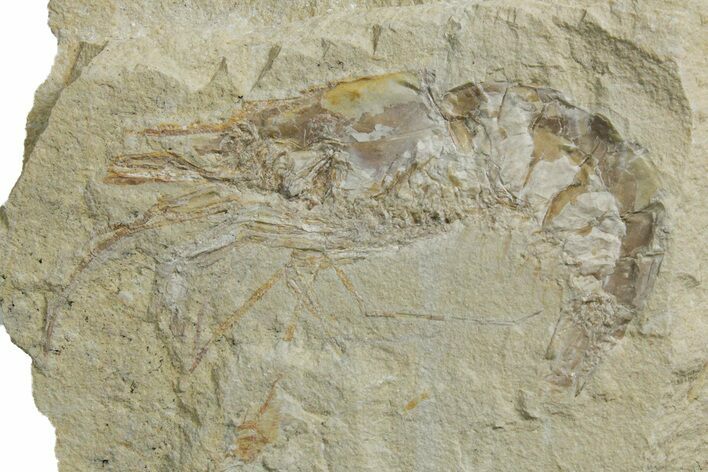Cretaceous Fossil Shrimp - Lebanon #349656